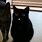 Derpy Black Cat