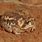 Desert Rain Frog Wallpaper