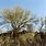 Desert Trees in Arizona