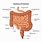 Diagram of Human Intestines