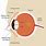 Diagram of a Human Eye