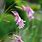 Dierama Plants