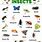 Different Types Insects