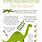 Dinosaur Facts Kids