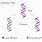 Dispersive DNA Replication