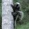 Do Porcupines Climb Trees