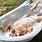 Dog Bath Funny
