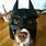 Dog Batman Mask