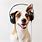 Dog Headphones