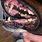 Dog Melanoma Mouth