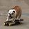 Dog Riding Skateboard