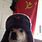 Dog Wearing Russian Hat