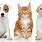 Dog and Cat Images. Free