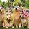 Dogs and 4th of July