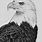 Drawing of a Bald Eagle