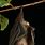 Dusky Fruit Bat