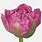 Dutch Crown Tulip
