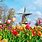 Dutch Tulip Fields