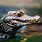 Dwarf Caiman Crocodile