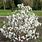 Dwarf Royal Star Magnolia Tree