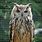 Eagle Owl Photography