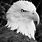 Eagle Photo Black and White