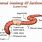Earthworm Diagram Labeled