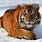 East Siberian Tiger