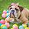 Easter Bulldog