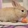 Easter Bunny with Carrot Photograph