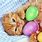 Easter Cat Pictures