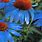 Echinacea Blue