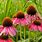 Echinacea Flowers Perennial