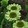 Echinacea Green Jewel