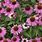 Echinacea Plants Perennial
