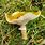 Edible Mushrooms in Pennsylvania