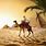 Egypt Desert Camels