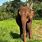 Elephant Lady