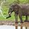 Elephant Spray Water