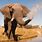 Elephant Trunk Spraying Water