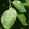Elm Tree Leaf Image