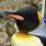 Emperor Penguin Beak