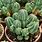 Euphorbia Fruticosa