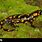 European Fire Salamander