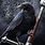 Evil Raven Bird