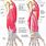 Extensor Forearm Anatomy