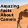 Facts About Camels