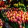 Facts About Tulips