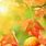 Fall Fruit Apple Wallpaper