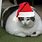 Fat Christmas Cat